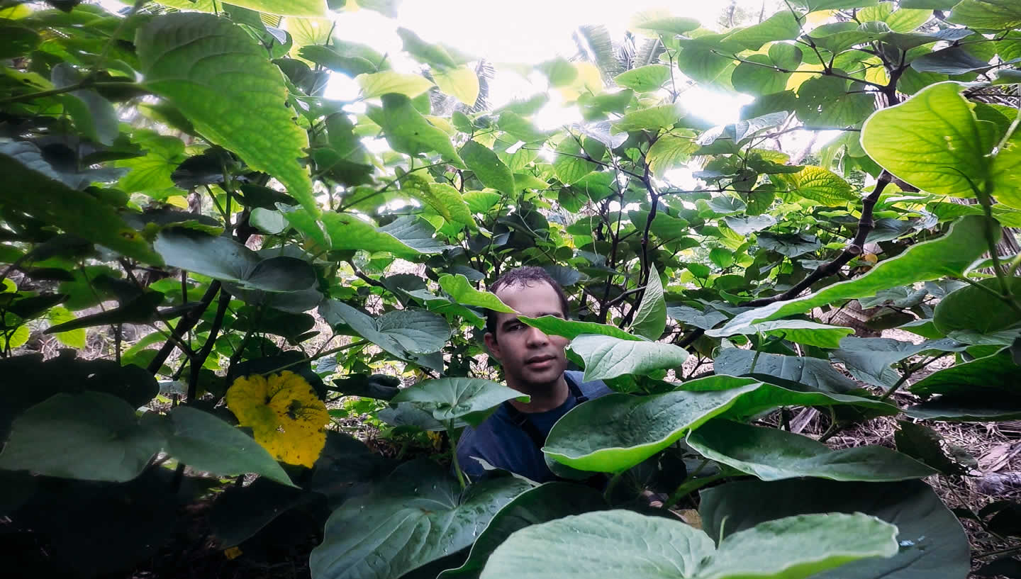 Mark in a kava patch